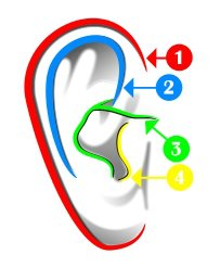 Немножко анатомии: Лепка и роспись кукол-детей