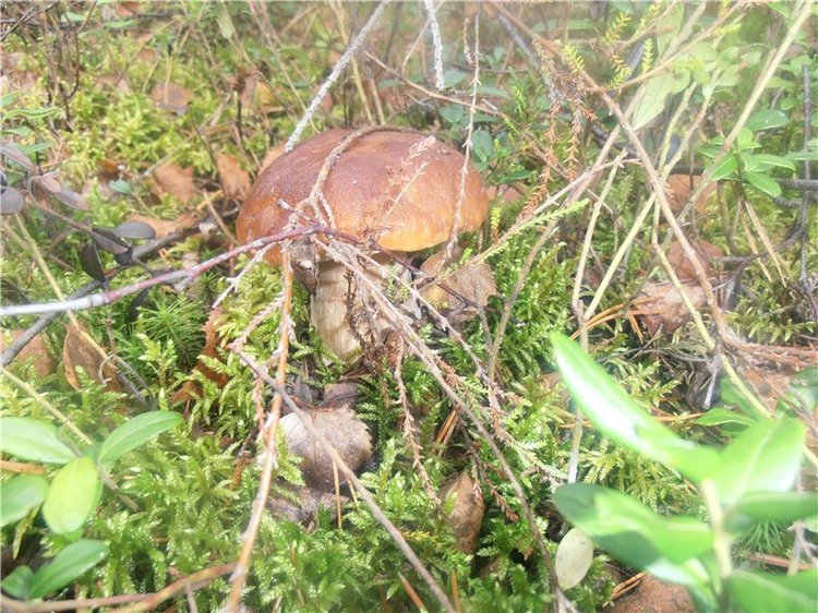 Любителям природы и походов за грибами (фото 6)