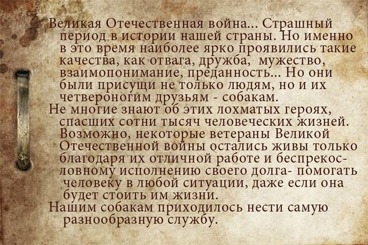 Собаки-бойцы, герои Великой Отечественной войны (фото 2)