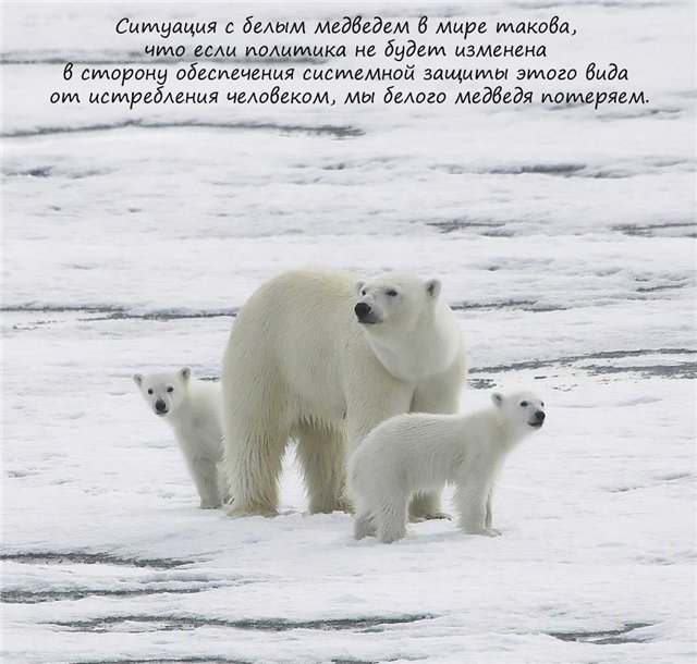 Если ты любишь животных, оставь их дикими... Мия и Кука встали на защиту животных