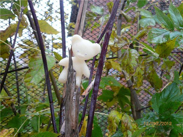 Дождик, Дождик, веселей, капай, капай не жалей ;) (фото 5)