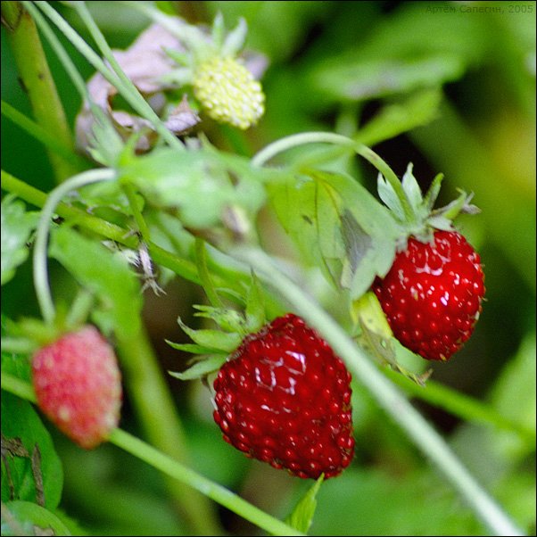 Сказка - коллекционная кукла Fragária vésca от Nicole Marschollek-Menzner (фото 2)