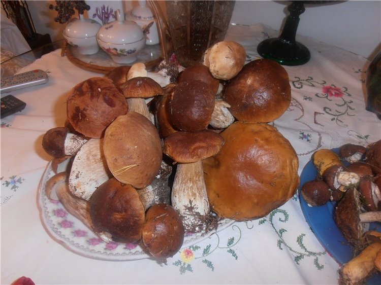 Любителям природы и походов за грибами