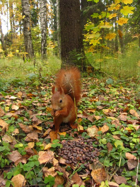 Забреду сегодня в парк осенний