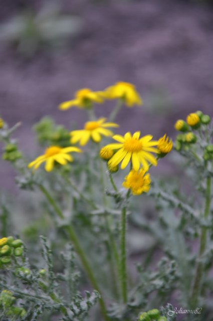 "Первый майский день..." Оливия от Helen KISH