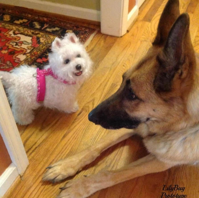 Новый молд для реборн West Highland Terrier (фото 5)