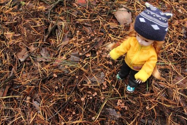 По грибы. Бузулукский бор (фото 6)