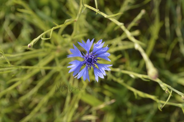 Яркие краски. Вихтели Rosemarie Anna Muller
