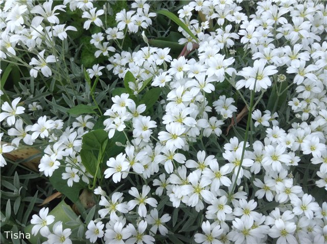 Малышки Шарнирочки из СССР, Кирово - Чепецкая фабрика