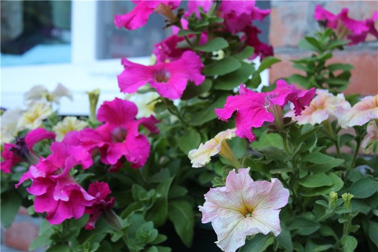 Еще несколько фото Saskia (фото 9)