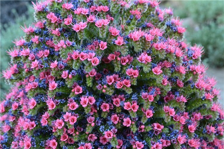 Испания. Тенерифе. Часть 1