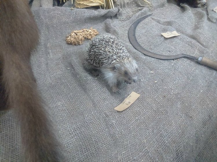 Воткинск — родина гения музыки Петра Ильича Чайковского. Часть 3 (фото 9)