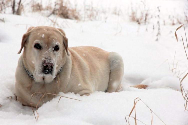 Любите ли вы Зиму так, как люблю ее я? Нэлли, кукла реборн Олеси Венгер