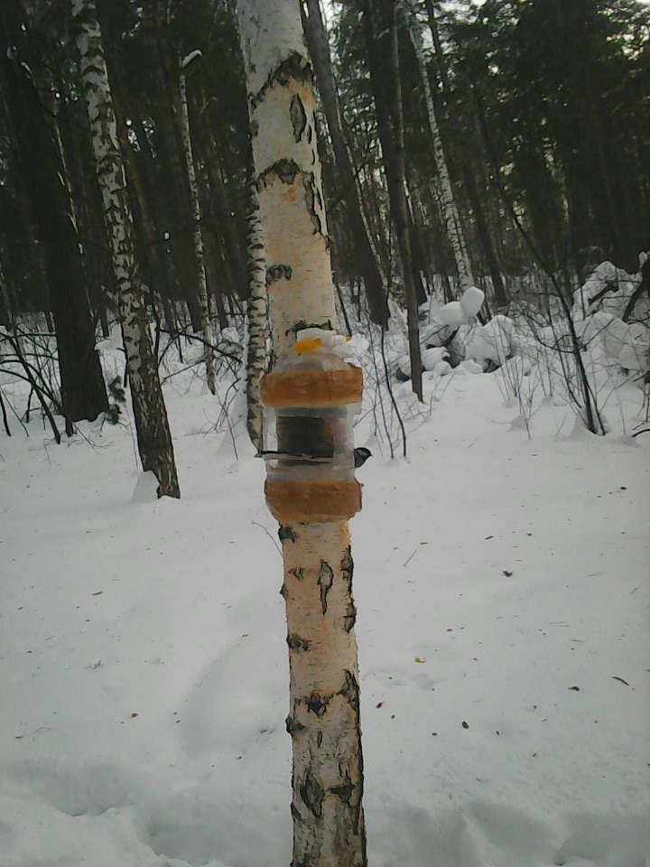 Интересное наблюдение за птицами у кормушки