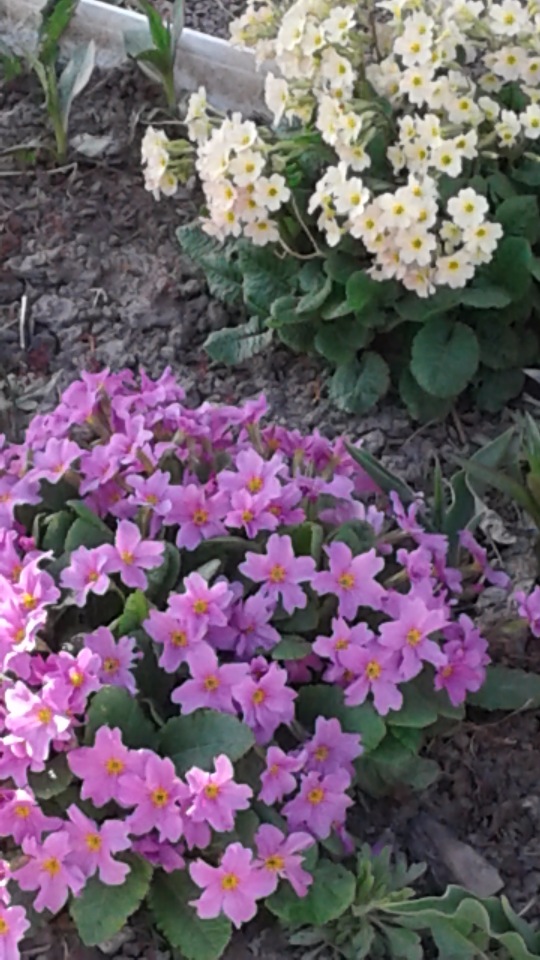 Природа Пскова: из весны в лето