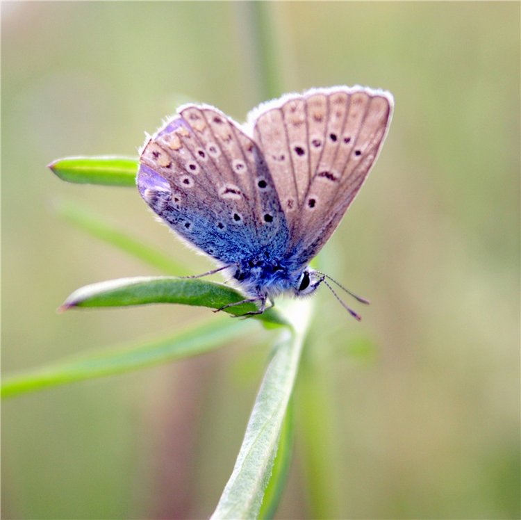 Просто Соня. Уникальные куклы от Сильвии Наттерер | Бэйбики Просто Соня. Уникальные куклы от Сильвии Наттерер