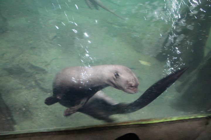 По Германии: зоопарк Лейпцига, часть 2