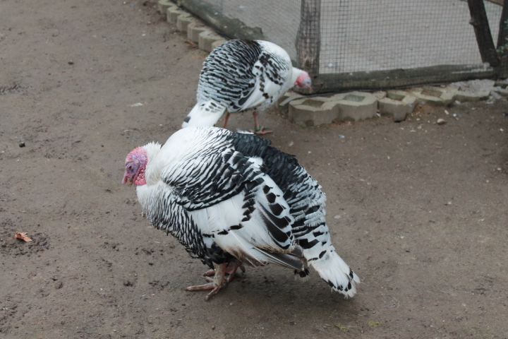 По Германии: зоопарк Лейпцига, часть 2