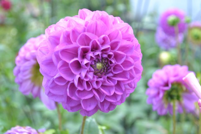 Садовая фея - джеечка Via Sant Andrea | Бэйбики Садовая фея - джеечка Via Sant Andrea (фото 3)