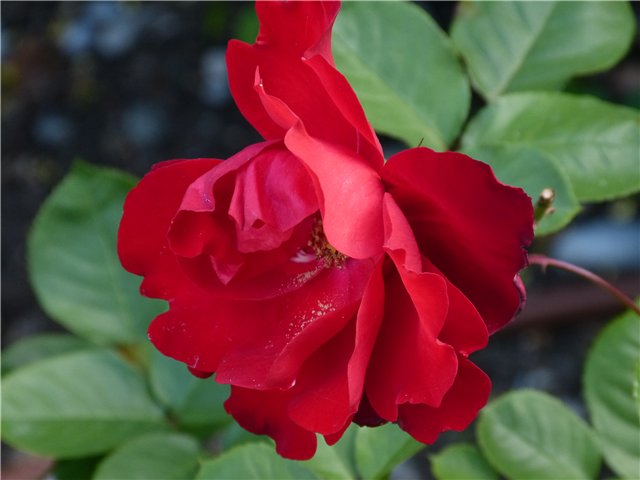 Мои фотозарисовки Лазурного берега Франции