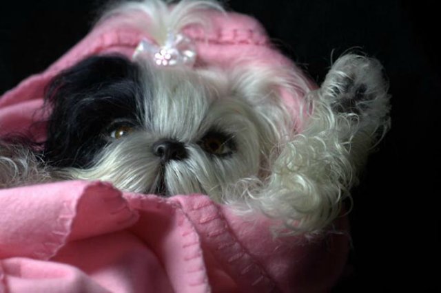 Маленький Ши-цу из молда "Принцесса"(мопс).Работа американского мастера