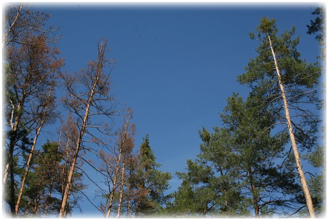 Небольшой поход Вихтелят на Ирдынские болота