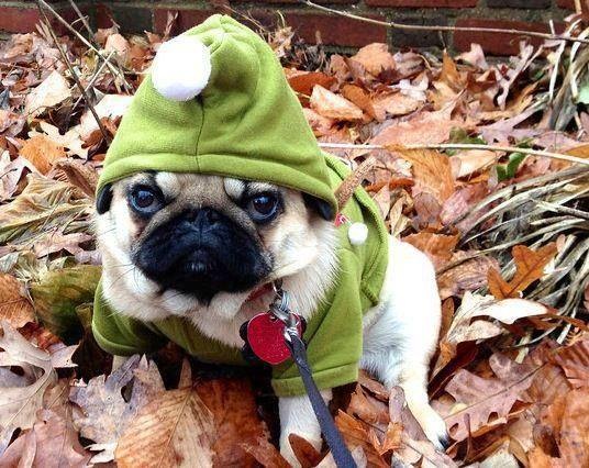 Субботний позитив! Фотографии с осенними животными! Осенняя котоматрица | Бэйбики Субботний позитив! Фотографии с осенними животными! Осенняя котоматрица