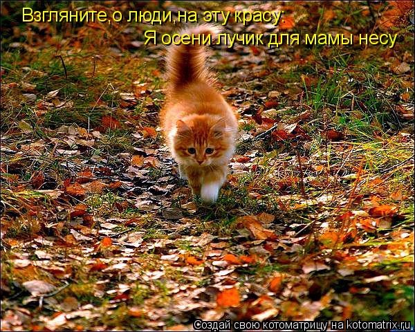 Субботний позитив! Фотографии с осенними животными! Осенняя котоматрица | Бэйбики Субботний позитив! Фотографии с осенними животными! Осенняя котоматрица (фото 5)