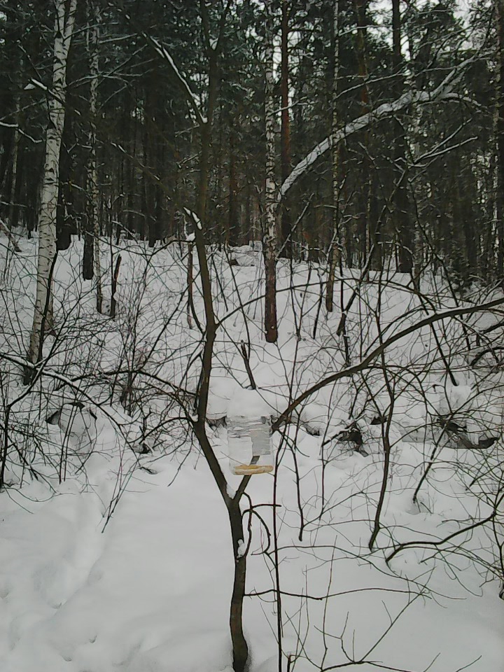 Интересное наблюдение за птицами у кормушки