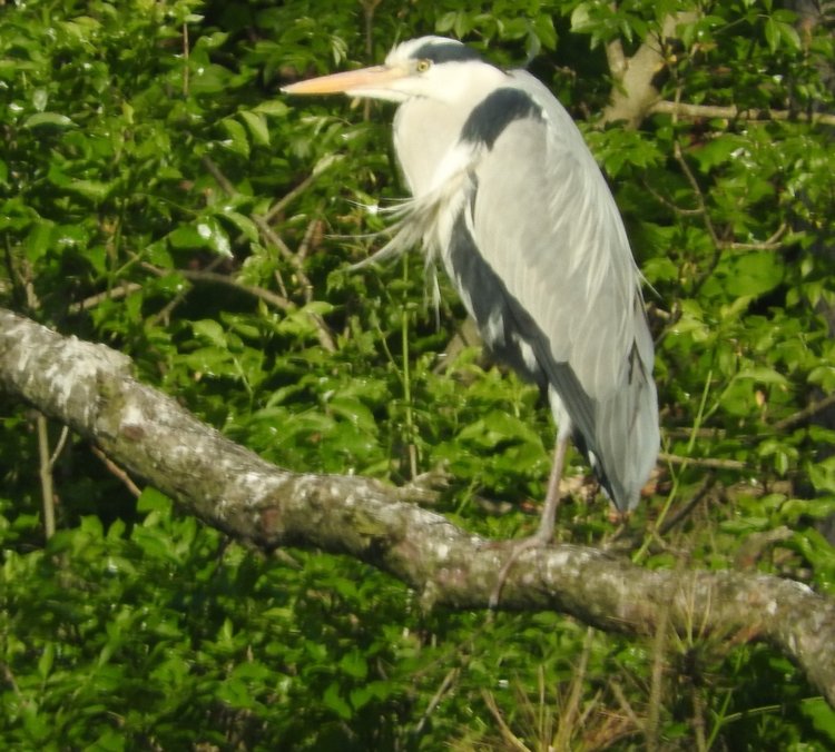 Любителям птиц. Серая цапля Словении