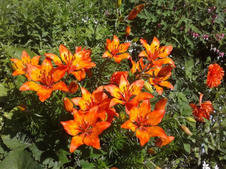 Природа Пскова: из весны в лето