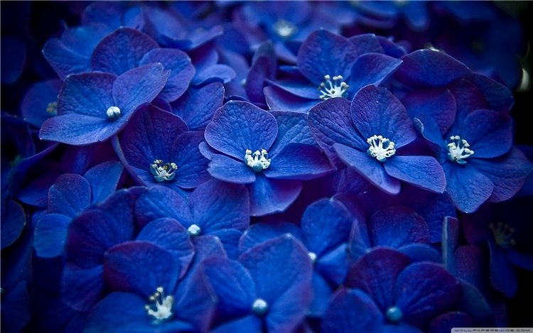 Сине-голубое настроение. Флора Helen Kish среди цветов в парке