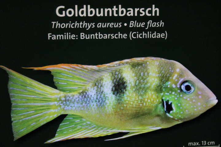 По Германии: зоопарк Лейпцига, часть 1