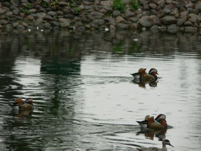 Тучи брызг моря.... Петергоф