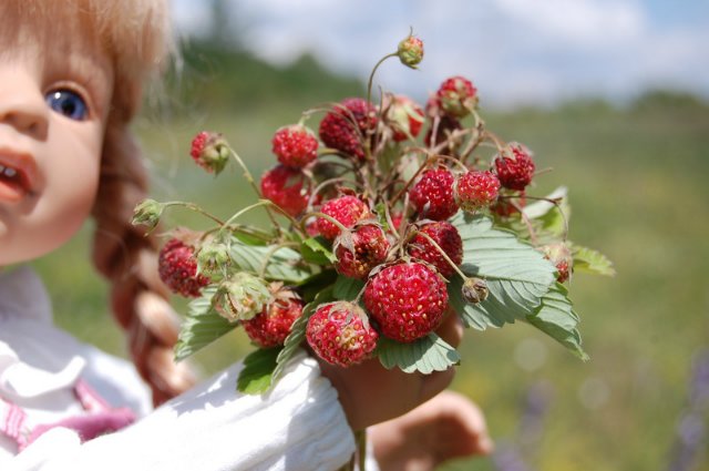Путешествие по огромному миру! Ирис от E. Pfaffendorf и Тим от Susi Eimer
