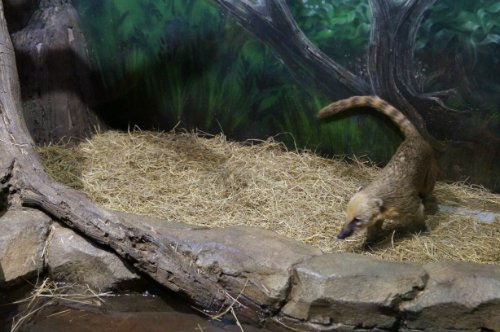 Воронежский океанариум — Туризм и путешествия: фотоотчеты из поездок (фото 7)