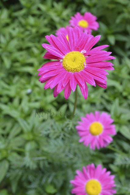 Яркие краски. Вихтели Rosemarie Anna Muller