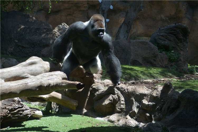 Испания. Тенерфе. Часть 2. Лоро парк