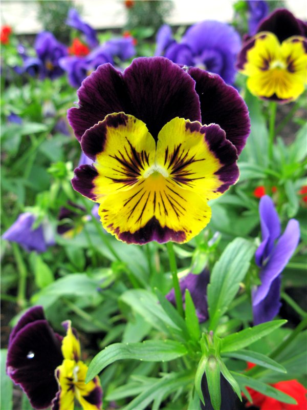 Кашин - город русского сердца. Часть пятая. Город - курорт, Санаторий "Кашин"