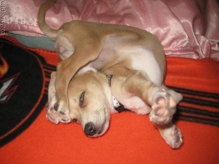 Если вы хотите завести собаку (фото 5)