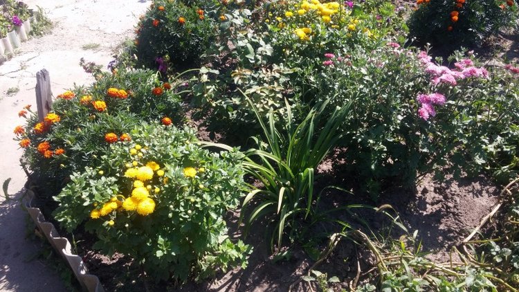 Сочинение Кристель на тему "Как я провел лето"