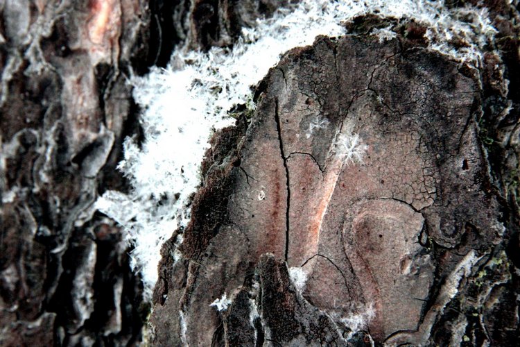 Любите ли вы Зиму так, как люблю ее я? Нэлли, кукла реборн Олеси Венгер