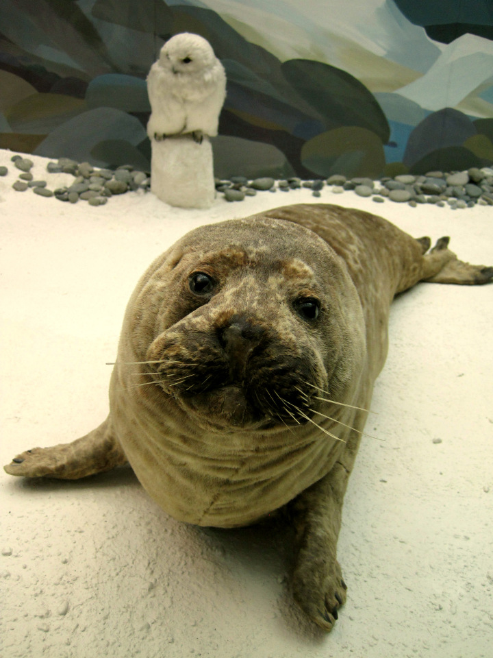 День в музее. Анжела в Государственном Дарвиновском музее