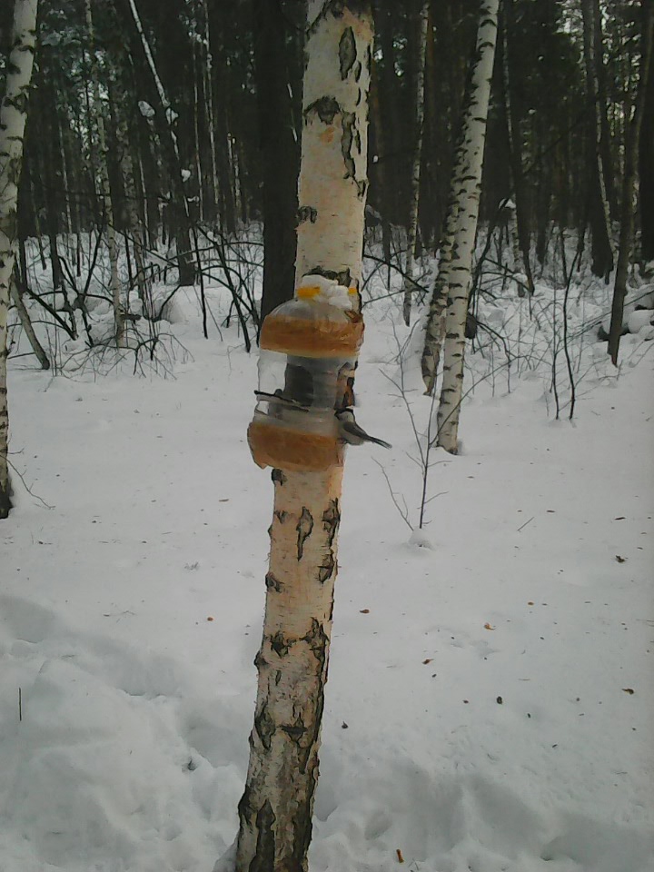 Интересное наблюдение за птицами у кормушки