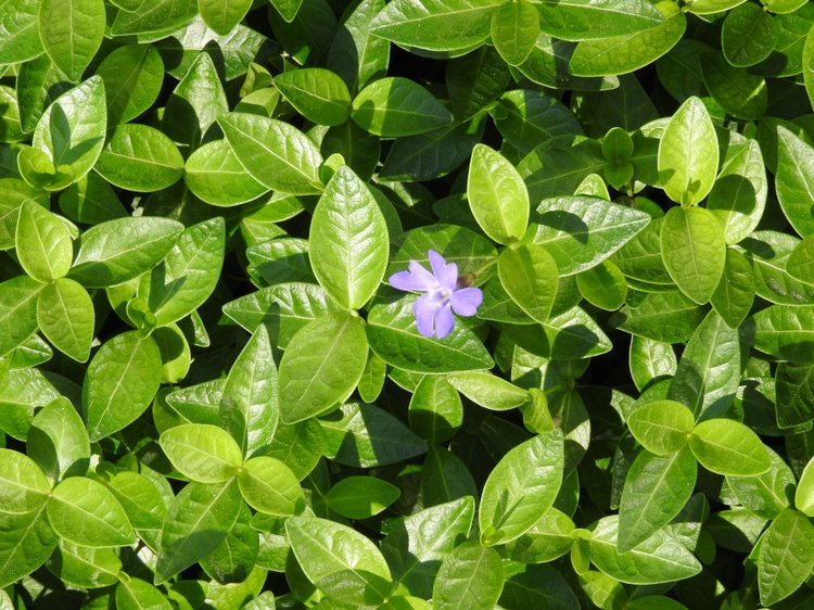 Словения, Светланка и маленький «герой» в одном ботинке