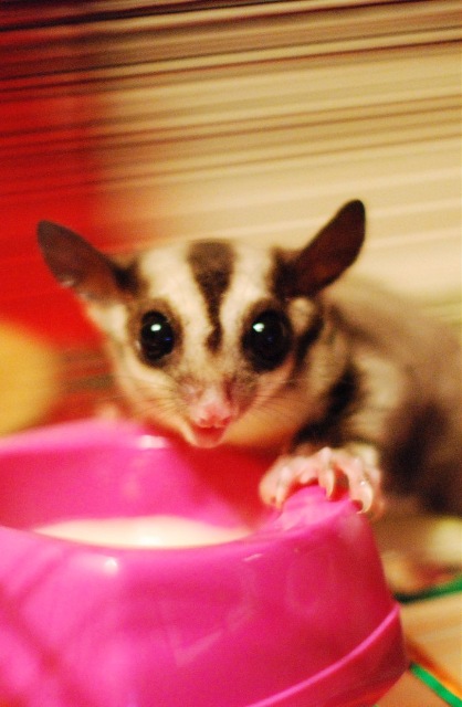 Космос — В мире животных: смешные фото питомцев и зверей