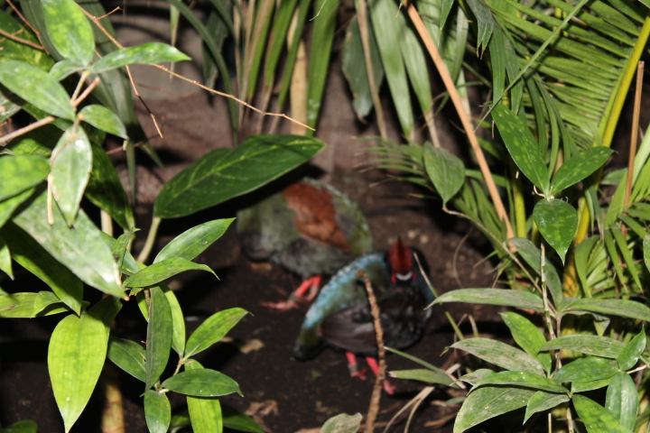 По Германии: зоопарк Лейпцига, часть 2