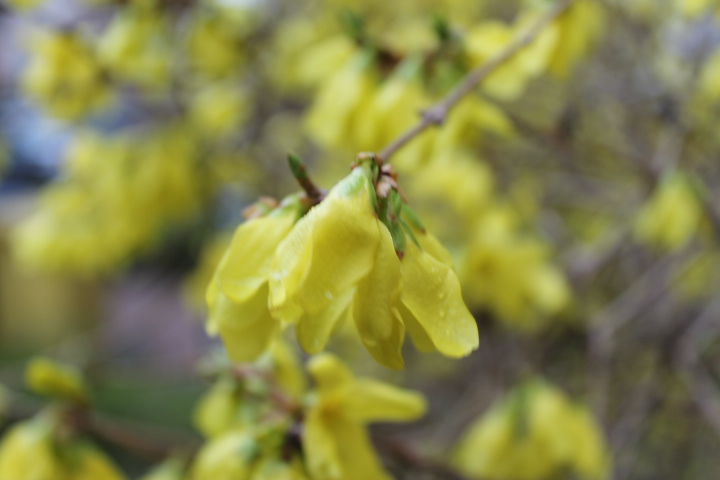 По Германии: весна в Лейпциге (фото 7)