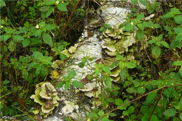 Осенняя сказка. Часть 1. (PukiFee Ante Ариэтти, PukiFee Bonnie Ариэль) | Бэйбики Осенняя сказка. Часть 1. (PukiFee Ante Ариэтти, PukiFee Bonnie Ариэль)