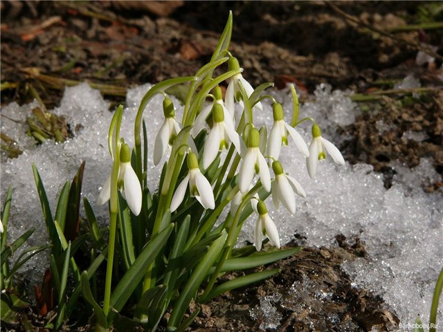 Ах как же хочется весны... Весна от Томаса Беккера (Thomas Baecker)